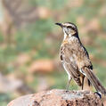 Chilean Mockingbird (Mimus thenca)