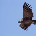 Andean Condor (Vultur gryphus)