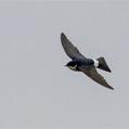 Chilean Swallow (Tachycineta leucopyga)