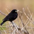 Spectacled Tyrant (Hymenops perspicillatus)
