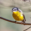 Eastern Yellow Robin (Eopsaltria australis)