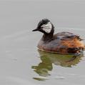 White-tufted Grebe (Rollandia rolland)