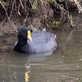 White-winged Coot (Fulica leucoptera)