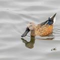 Red Shoveler (Spatula platalea)
