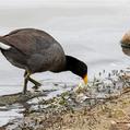 Red-fronted Coot (Fulica rufifrons)