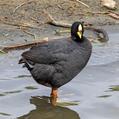Red-gartered Coot (Fulica armillata)