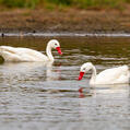 Coscoroba Swan (Coscoroba coscoroba)