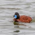 Lake Duck (Oxyura vittata)