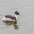 Silvery Grebe (Podiceps occipitalis)