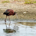 White-faced Ibis (Plegadis chihi)