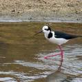 Black-necked Stilt (Himantopus mexicanus)