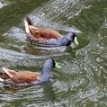 Spot-flanked Gallinule (Porphyriops melanops)