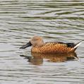 Red Shoveler (Spatula platalea)
