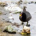 Red-fronted Coot (Fulica rufifrons)