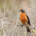 Rufous-tailed Plantcutter (Phytotoma rara)