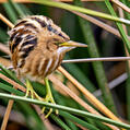 Stripe-backed Bittern (Ixobrychus involucris)