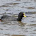 Red-gartered Coot (Fulica armillata)