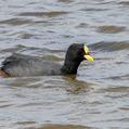 Red-gartered Coot