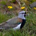 Southern Lapwing (Vanellus chilensis)