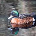 Chestnut Teal (Anas castanea)