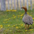 Ruddy-headed Goose (Chloephaga rubidiceps)