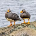 Fuegian Steamer Duck (Tachyeres pteneres)
