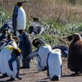 King Penguin (Aptenodytes patagonicus)