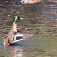 Chestnut Teal (Anas castanea)