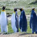 King Penguin (Aptenodytes patagonicus)