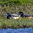 Chiloe Wigeon (Mareca sibilatrix)