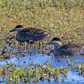 Silver Teal (Spatula versicolor)