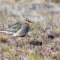 Tawny-throated Dotterel (Oreopholus ruficollis)