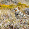 Tawny-throated Dotterel (Oreopholus ruficollis)