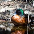 Chestnut Teal (Anas castanea)