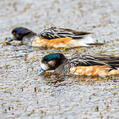 Chiloe Wigeon (Mareca sibilatrix)