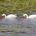 Coscoroba Swan (Coscoroba coscoroba)