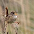 Grass Wren (Cistothorus platensis)
