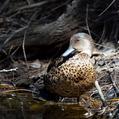 Chestnut Teal (Anas castanea)