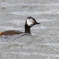White-tufted Grebe (Rollandia rolland)