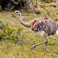 Lesser Rhea (Rhea pennata)