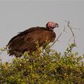 Lappet-faced Vulture (Torgos tracheliotos)