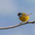 Patagonian Sierra Finch (Phrygilus patagonicus)