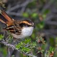 Thorn-tailed Rayadito (Aphrastura spinicauda)