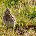 South American Snipe (Gallinago paraguaiae)