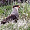 Southern Crested Caracara (Caracara plancus)
