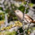 House Wren (Troglodytes aedon)