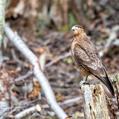 Chimango Caracara (Milvago chimango)
