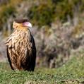 Southern Crested Caracara (Caracara plancus)