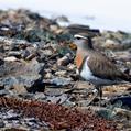 Rufous-chested Plover (Charadrius modestus)