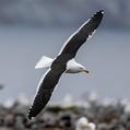 Kelp Gull (Larus dominicanus)